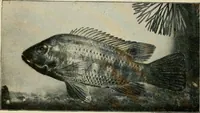 An illustration from Die exotischen zierfische in wort und bild (1914)