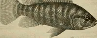 An illustration from Die exotischen zierfische in wort und bild (1914)