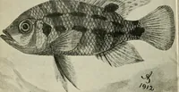 An illustration from Die exotischen zierfische in wort und bild (1914)