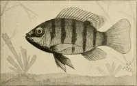 An illustration from Die exotischen zierfische in wort und bild (1914)
