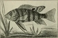 An illustration from Die exotischen zierfische in wort und bild (1914)