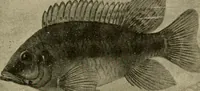 An illustration from Die exotischen zierfische in wort und bild (1914)