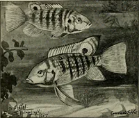 An illustration from Die exotischen zierfische in wort und bild (1914)
