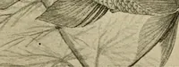 An illustration from Die exotischen zierfische in wort und bild (1914)