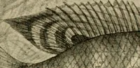 An illustration from Die exotischen zierfische in wort und bild (1914)