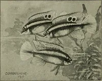 Picture 63 of 250 from Die exotischen zierfische in wort und bild (1914), leaf 113