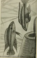 An illustration from Die exotischen zierfische in wort und bild (1914)