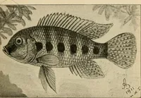An illustration from Die exotischen zierfische in wort und bild (1914)