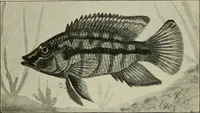 An illustration from Die exotischen zierfische in wort und bild (1914)