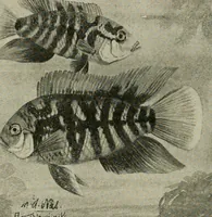 An illustration from Die exotischen zierfische in wort und bild (1914)