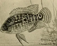 Picture 68 of 250 from Die exotischen zierfische in wort und bild (1914), leaf 120
