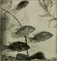 An illustration from Die exotischen zierfische in wort und bild (1914)