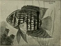 Picture 70 of 250 from Die exotischen zierfische in wort und bild (1914), leaf 123