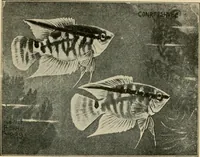Picture 71 of 250 from Die exotischen zierfische in wort und bild (1914), leaf 124