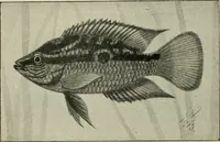 An illustration from Die exotischen zierfische in wort und bild (1914)