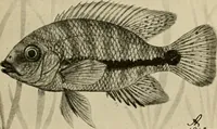 An illustration from Die exotischen zierfische in wort und bild (1914)