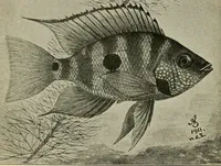 An illustration from Die exotischen zierfische in wort und bild (1914)