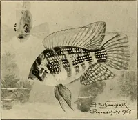 Picture 76 of 250 from Die exotischen zierfische in wort und bild (1914), leaf 130
