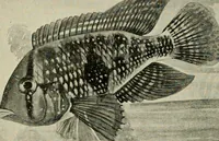 An illustration from Die exotischen zierfische in wort und bild (1914)