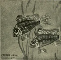 Picture 78 of 250 from Die exotischen zierfische in wort und bild (1914), leaf 133