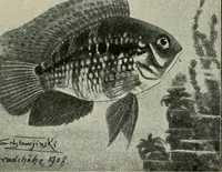 Picture 80 of 250 from Die exotischen zierfische in wort und bild (1914), leaf 135