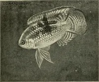 Picture 81 of 250 from Die exotischen zierfische in wort und bild (1914), leaf 137