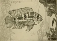 Picture 82 of 250 from Die exotischen zierfische in wort und bild (1914), leaf 138