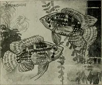 Picture 83 of 250 from Die exotischen zierfische in wort und bild (1914), leaf 139