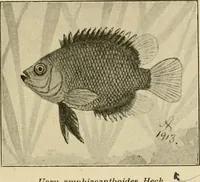 An illustration from Die exotischen zierfische in wort und bild (1914)