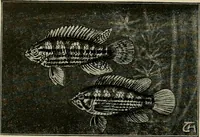 An illustration from Die exotischen zierfische in wort und bild (1914)