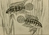 Picture 88 of 250 from Die exotischen zierfische in wort und bild (1914), leaf 144