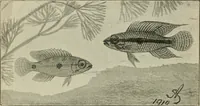Picture 89 of 250 from Die exotischen zierfische in wort und bild (1914), leaf 145