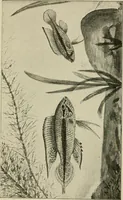 An illustration from Die exotischen zierfische in wort und bild (1914)