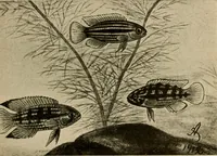Picture 91 of 250 from Die exotischen zierfische in wort und bild (1914), leaf 148