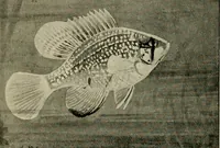 An illustration from Die exotischen zierfische in wort und bild (1914)