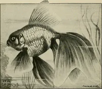 Picture 92 of 250 from Die exotischen zierfische in wort und bild (1914), leaf 151
