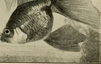 An illustration from Die exotischen zierfische in wort und bild (1914)