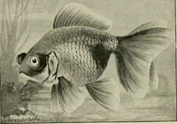 Picture 94 of 250 from Die exotischen zierfische in wort und bild (1914), leaf 153