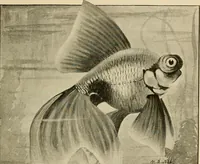 Picture 95 of 250 from Die exotischen zierfische in wort und bild (1914), leaf 154