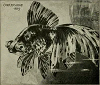 Picture 96 of 250 from Die exotischen zierfische in wort und bild (1914), leaf 155