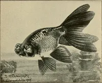 Picture 97 of 250 from Die exotischen zierfische in wort und bild (1914), leaf 156