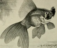An illustration from Die exotischen zierfische in wort und bild (1914)