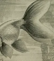 An illustration from Die exotischen zierfische in wort und bild (1914)