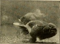 An illustration from Die exotischen zierfische in wort und bild (1914)