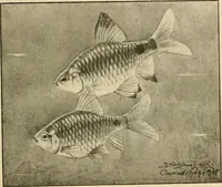 An illustration from Die exotischen zierfische in wort und bild (1914)