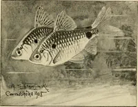 Picture 102 of 250 from Die exotischen zierfische in wort und bild (1914), leaf 162