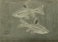 Picture 103 of 250 from Die exotischen zierfische in wort und bild (1914), leaf 163