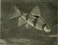 An illustration from Die exotischen zierfische in wort und bild (1914)