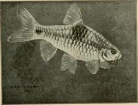 Picture 107 of 250 from Die exotischen zierfische in wort und bild (1914), leaf 168
