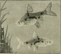 An illustration from Die exotischen zierfische in wort und bild (1914)